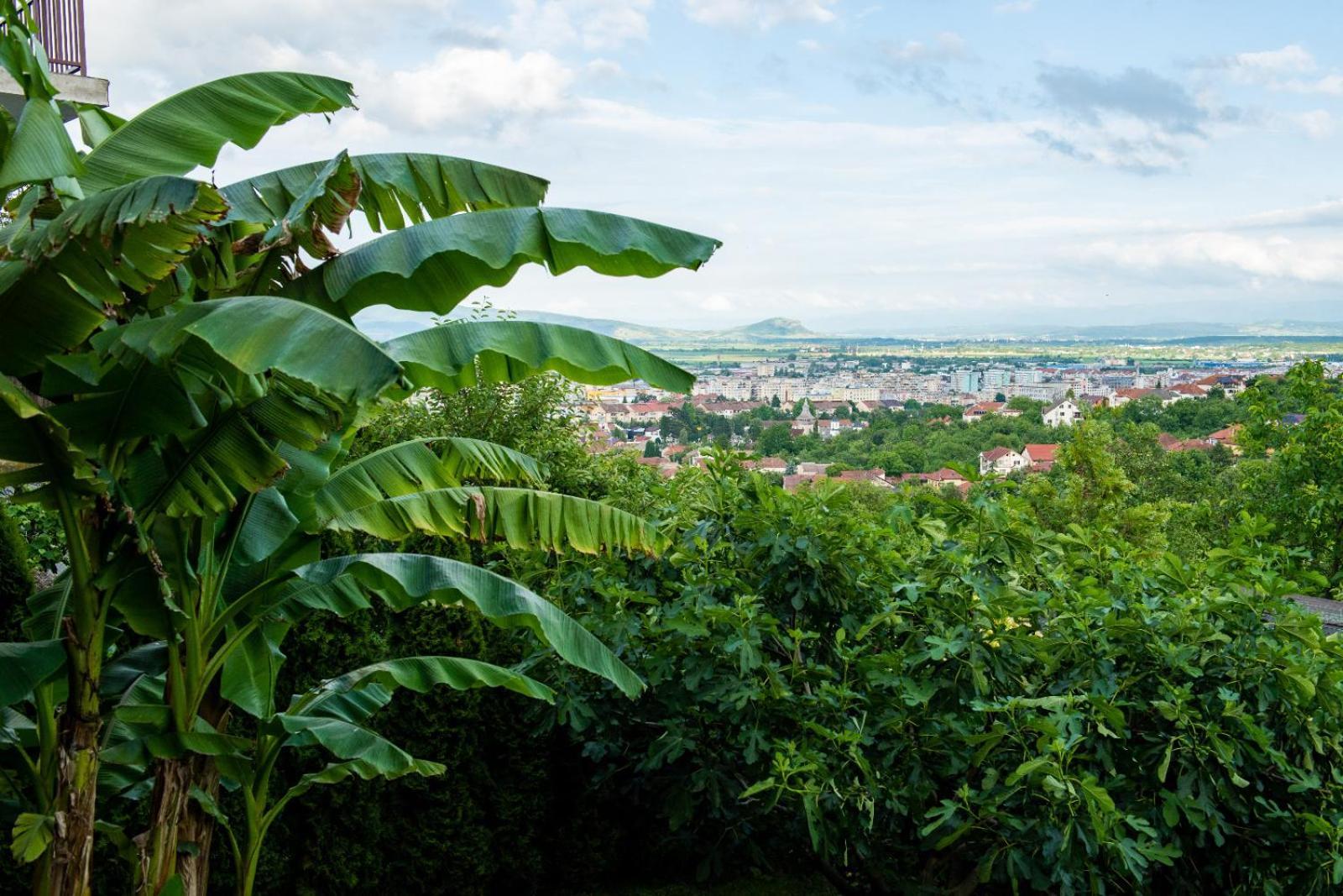 Belvedere Homestay