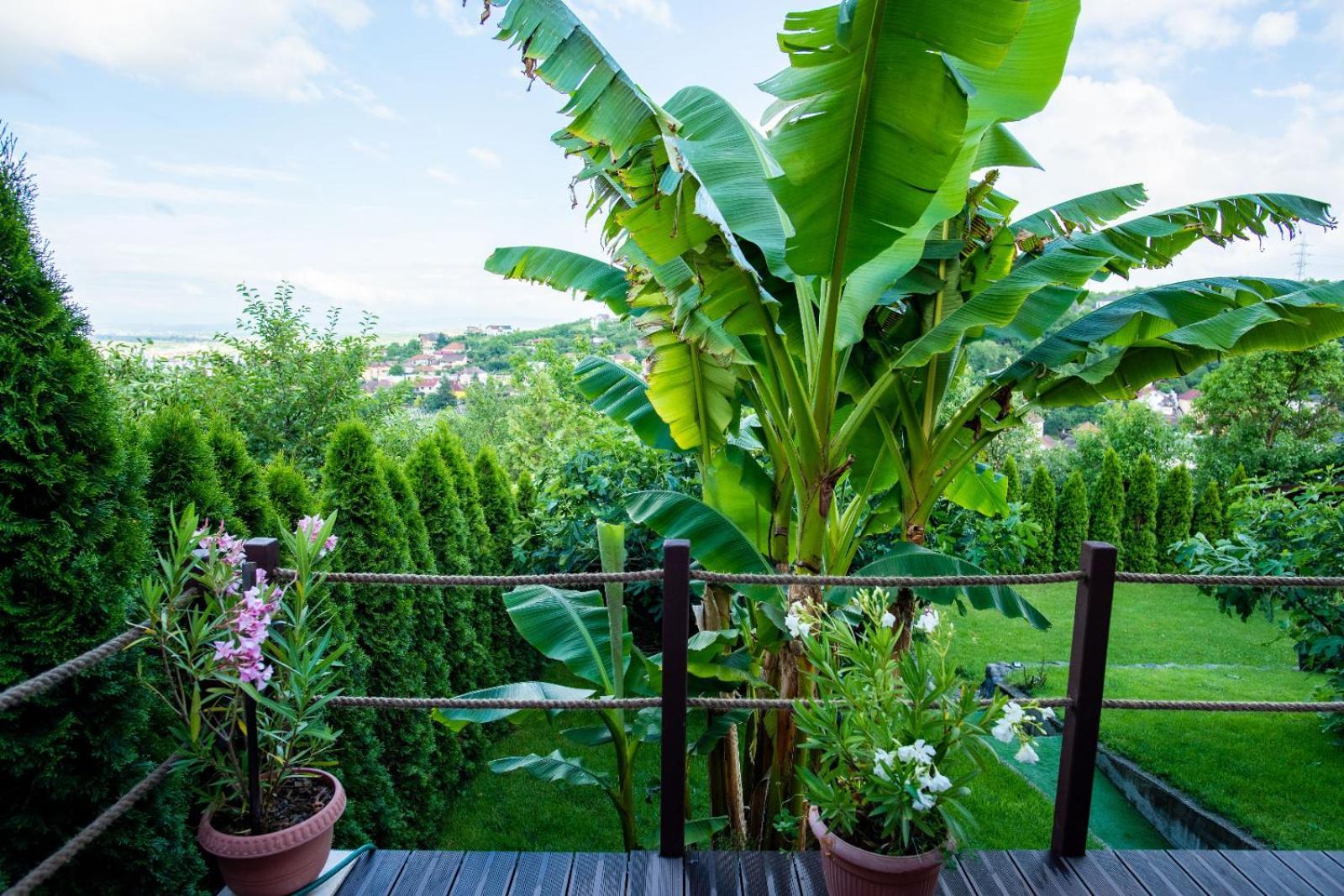 Belvedere Homestay *